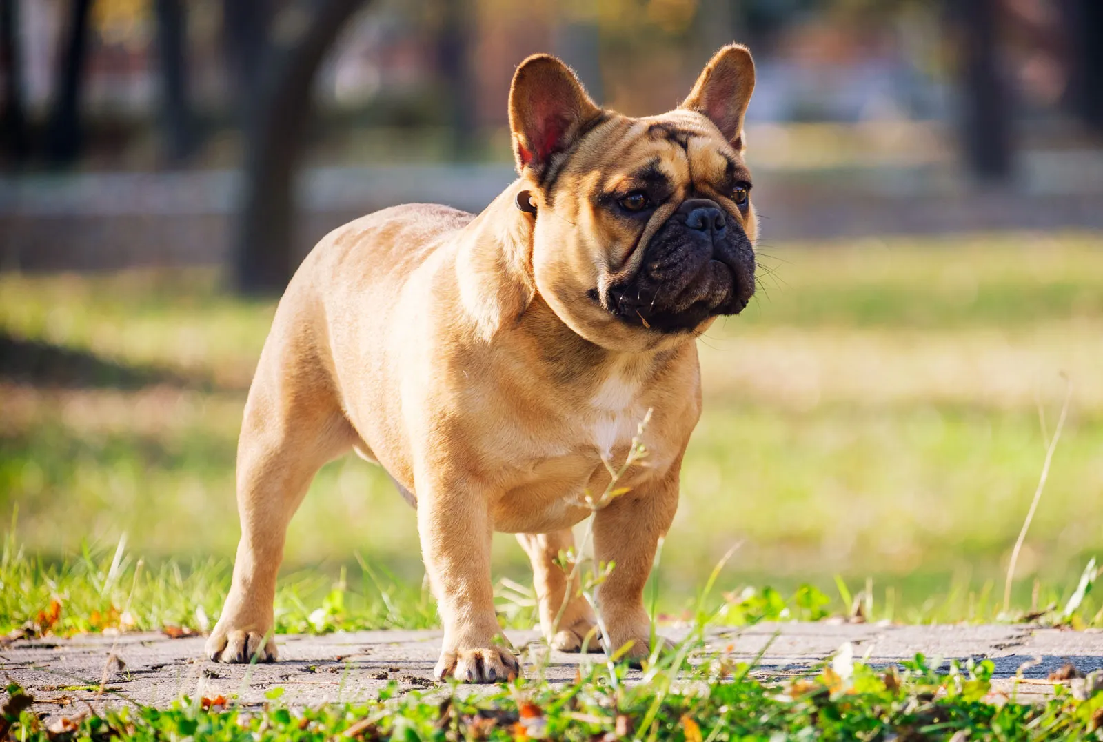 French Bulldog Puppies for Sale